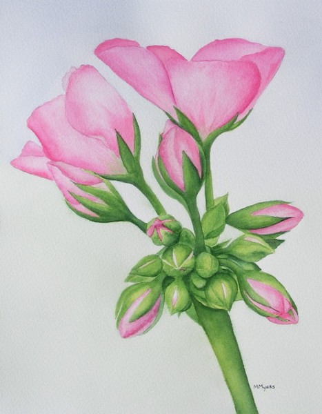 geranium