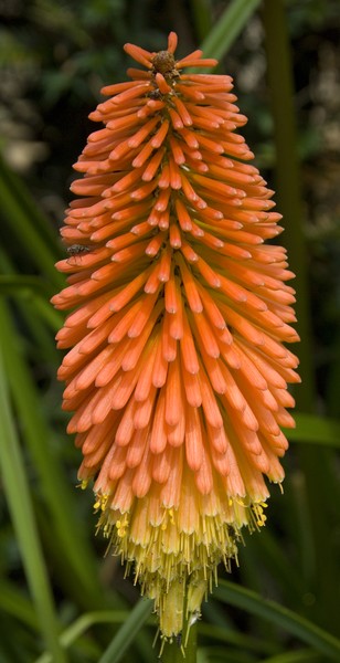 summer flower