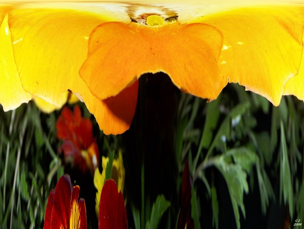 Pansy Tree