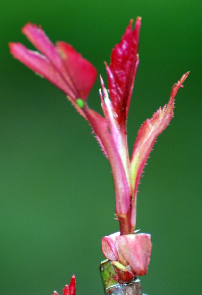 Spring Shoot