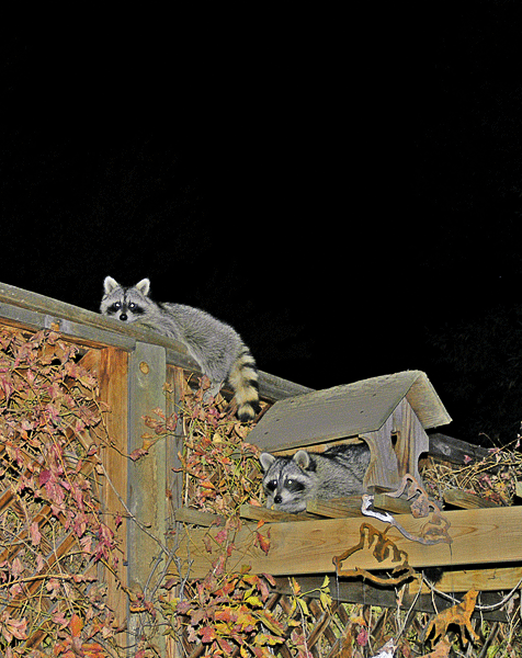 Hanging out