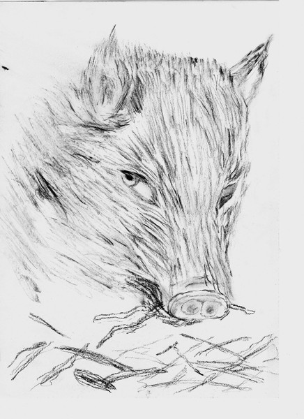 The Pig