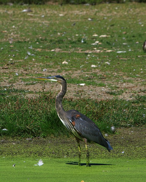 Great Blue Heron