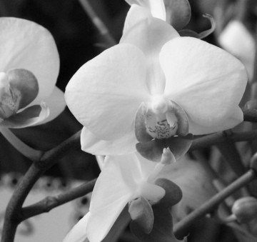 Orchid 