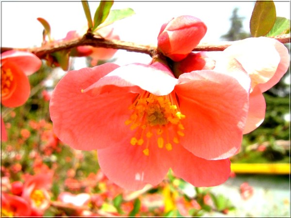 flwoer blossoms and the sun 