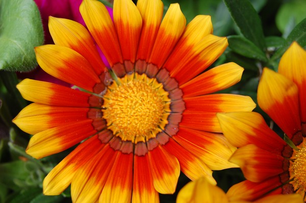 striking gazania