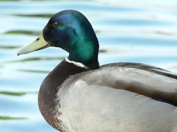 Duck