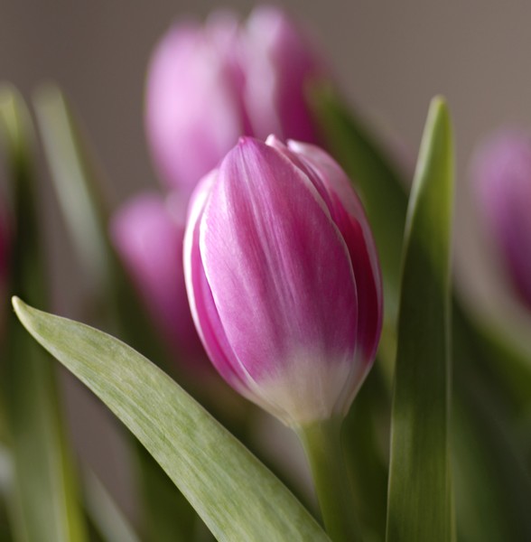 Portrait of a Tulip