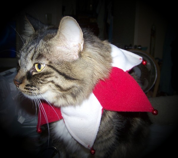 Christmas Cat