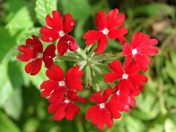 so red