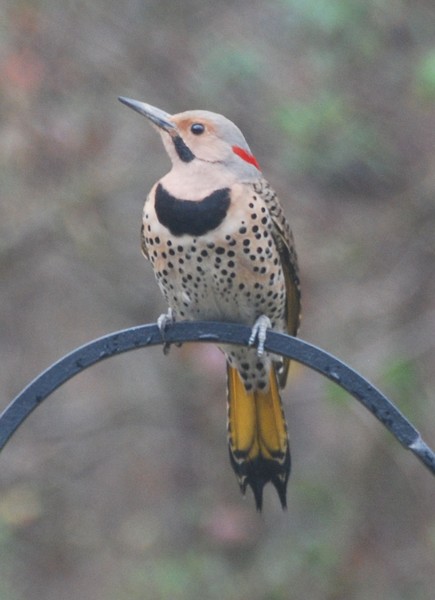 Northern Flicker