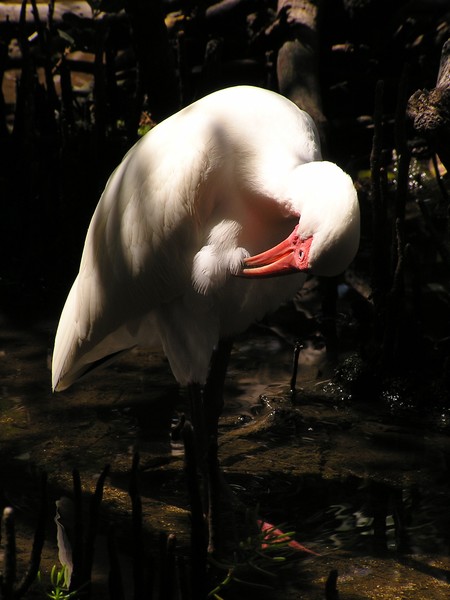 white ibis