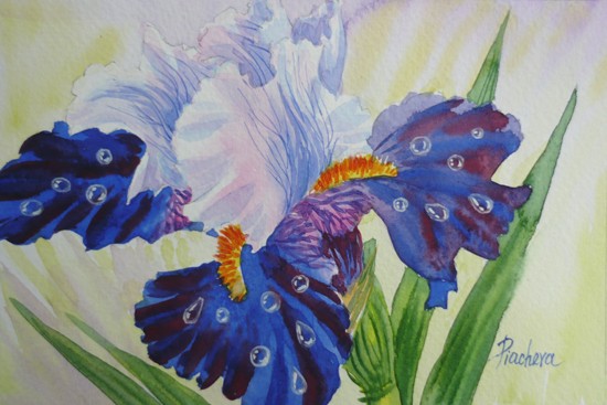 White Dark Blue Iris
