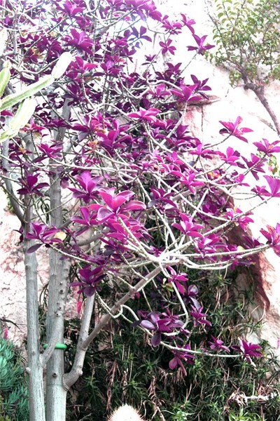 flower and butterfly
