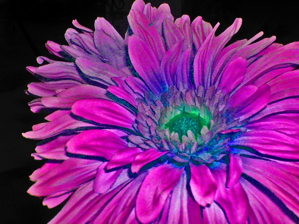 FLOWER'S ARE BLOOMING