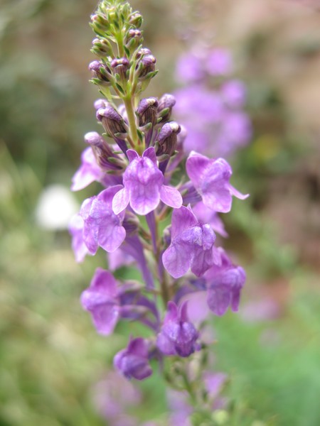 Purple_Passion
