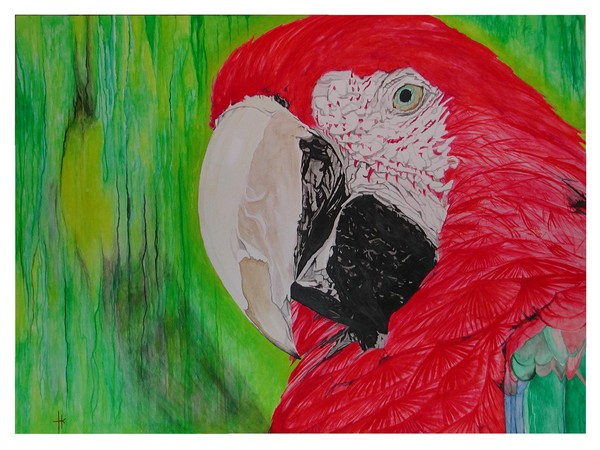 macaw