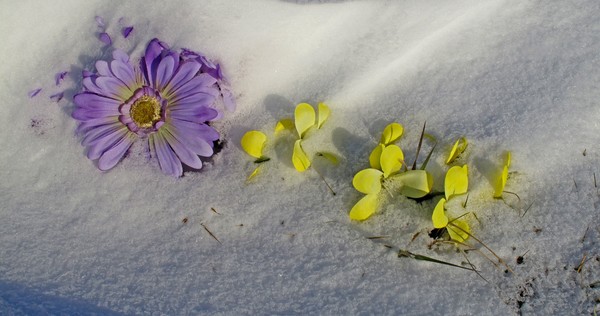 Flowers in the Snow