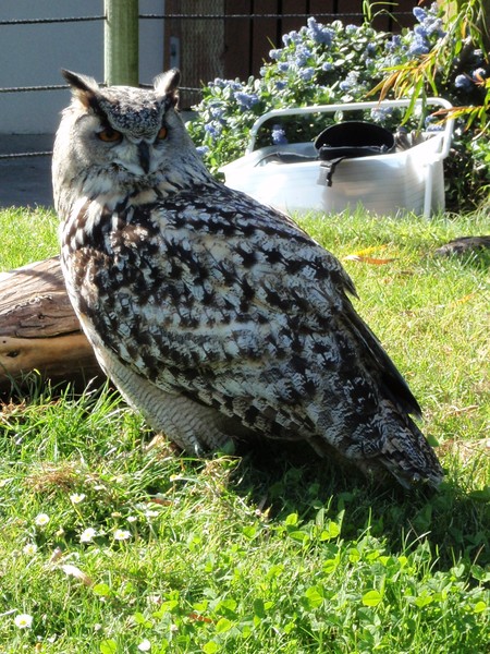 Whoooo's There?