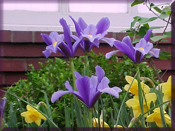 Lovely Layers of Lavender (Iris)