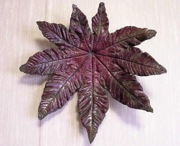 Castor Bean1
