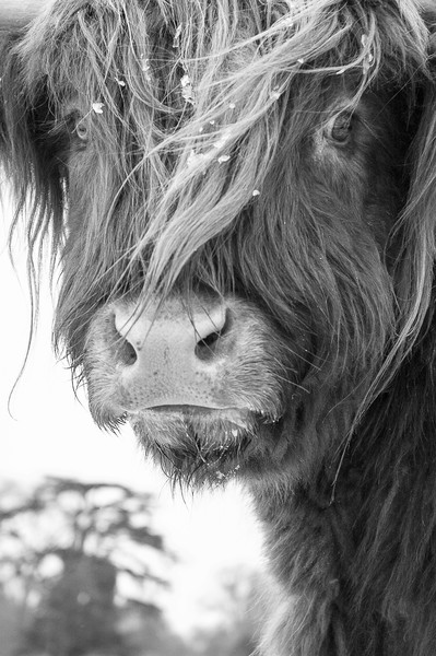 Highland Cattle series