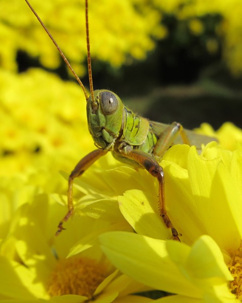 Green Grasshopper