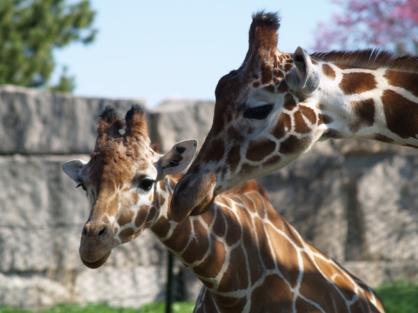 Mom and Baby