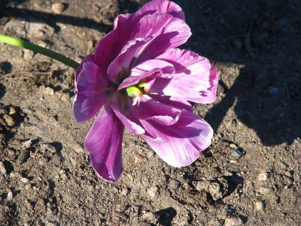 floras-2008