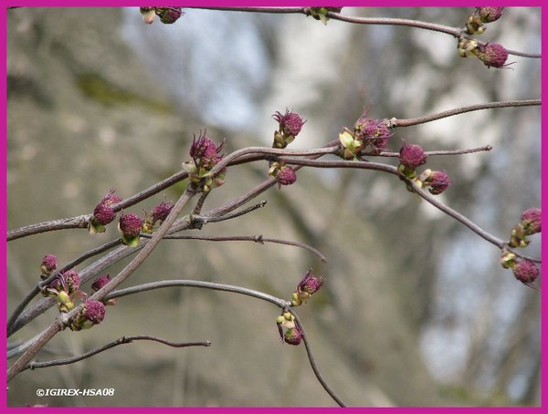 naturephoto -2008