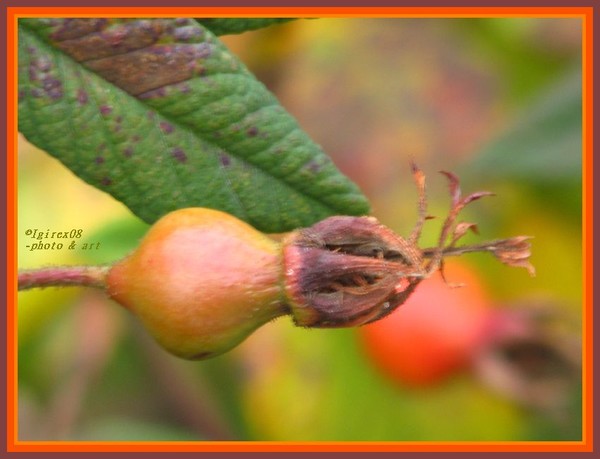 Septemberbliss2008