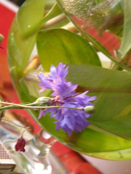 Purple floral