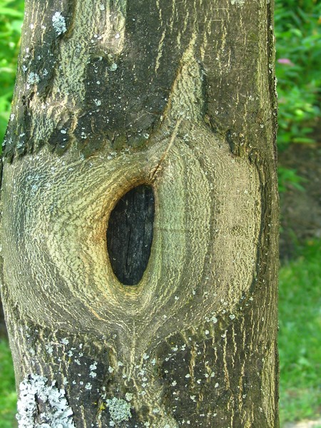 trees
