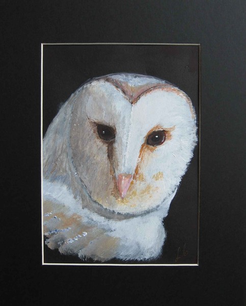 Barn Owl