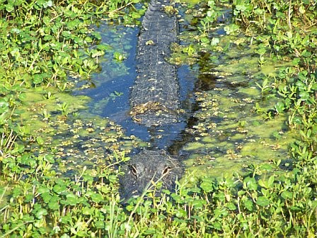 Gator in the Everglades