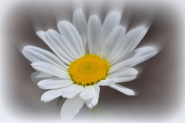 Daisy