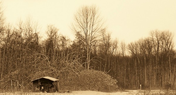 Winter Field
