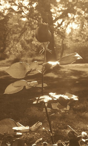Let The Sun Shine Down!!!!