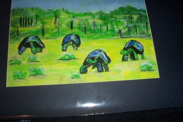 turtles