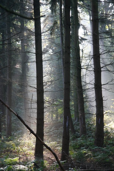 Mysterious Sunlight in The Forest