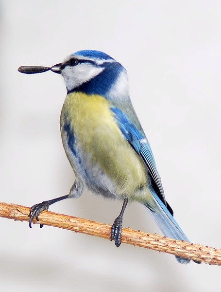Blue Tit