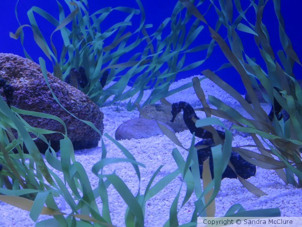 Seahorse Beauty