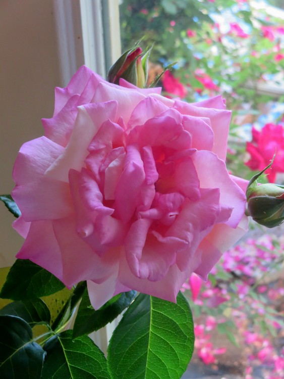 Aunt Nita's Rose in Window