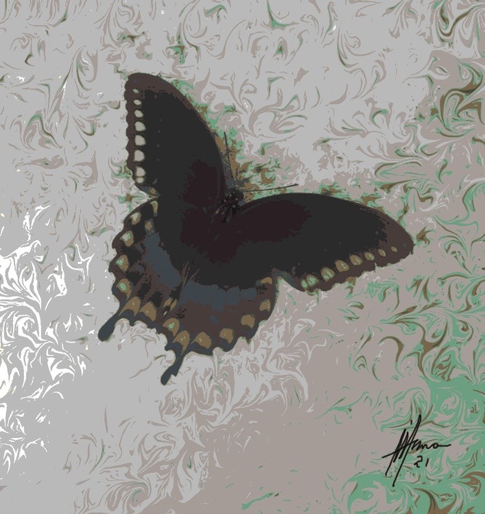 BLACK BUTTERFLY-8