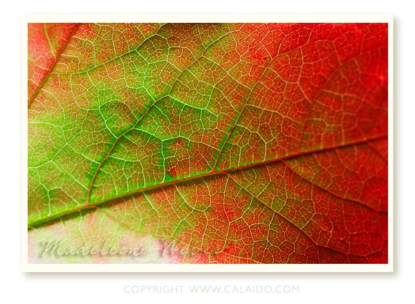 •Leaves V•