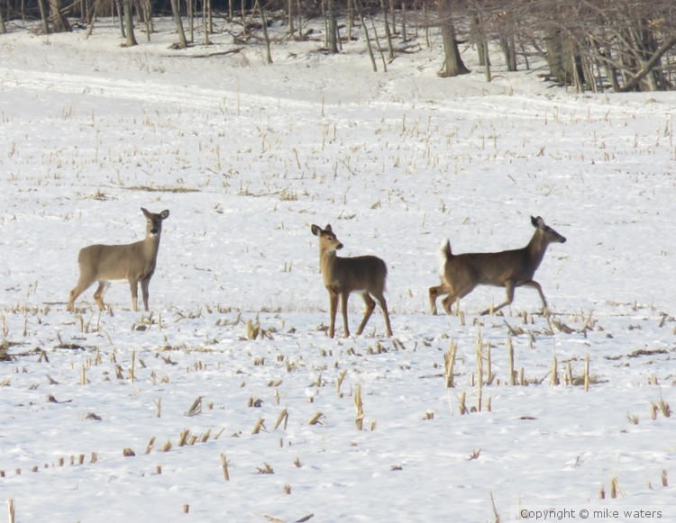 Whitetail deer