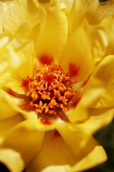 Flower of the Succulent