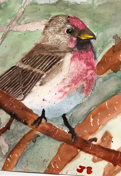 Beautiful Bird
