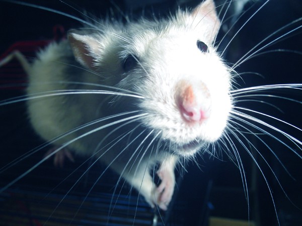 Ed