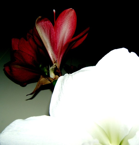 Red and white
